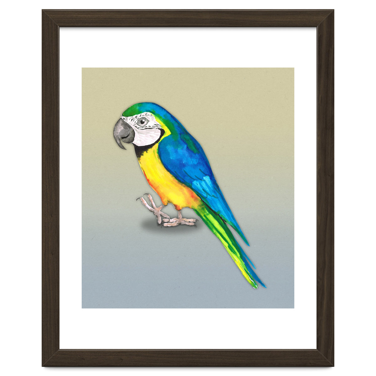 Blue and yellow macaw