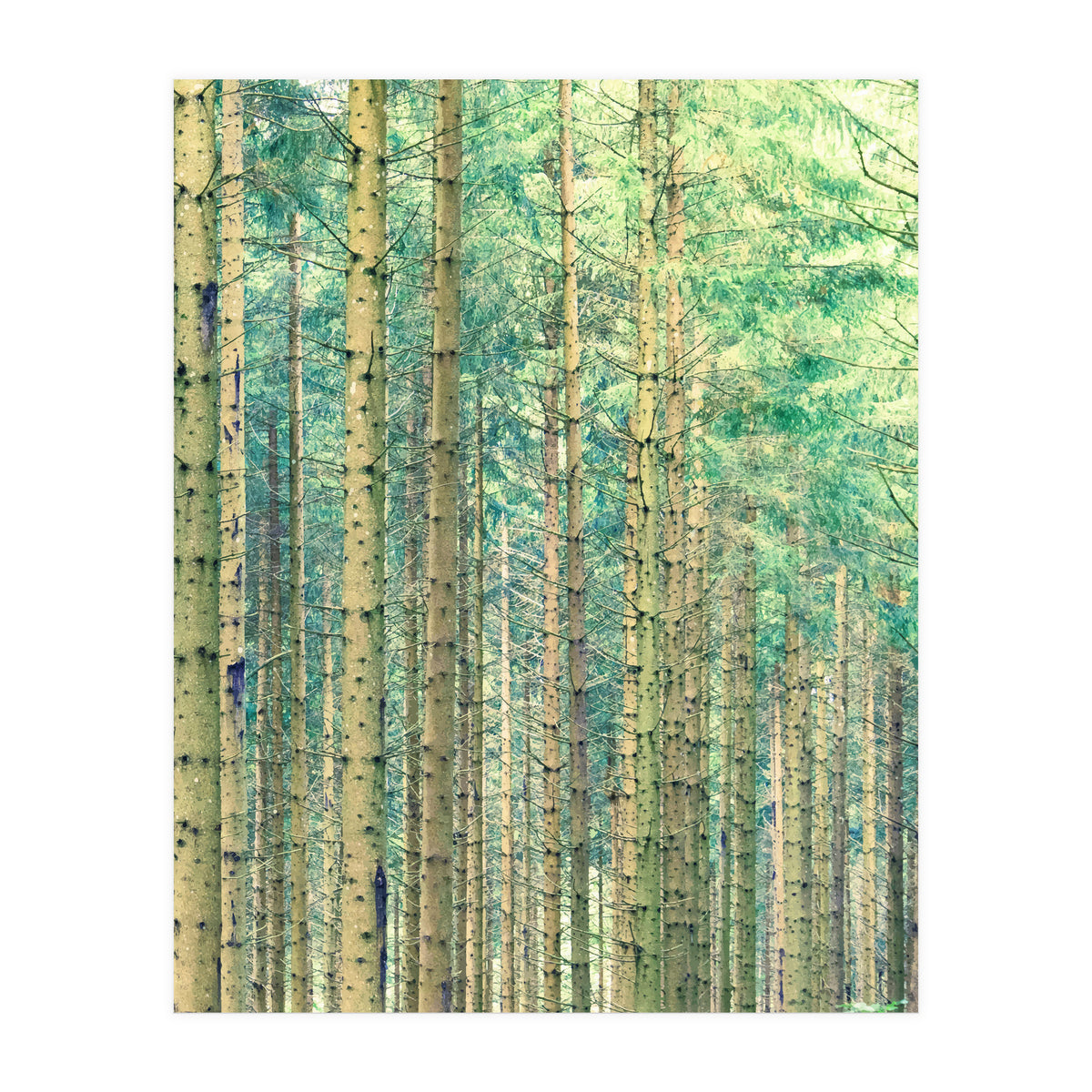 Locked In The Woods (Print Only)