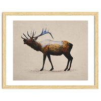 The Rocky Mountain Elk