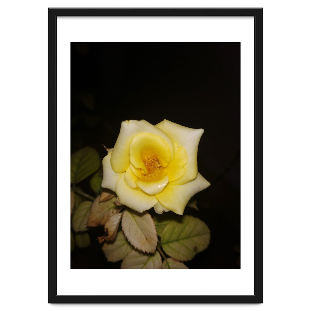 Yellow Rose