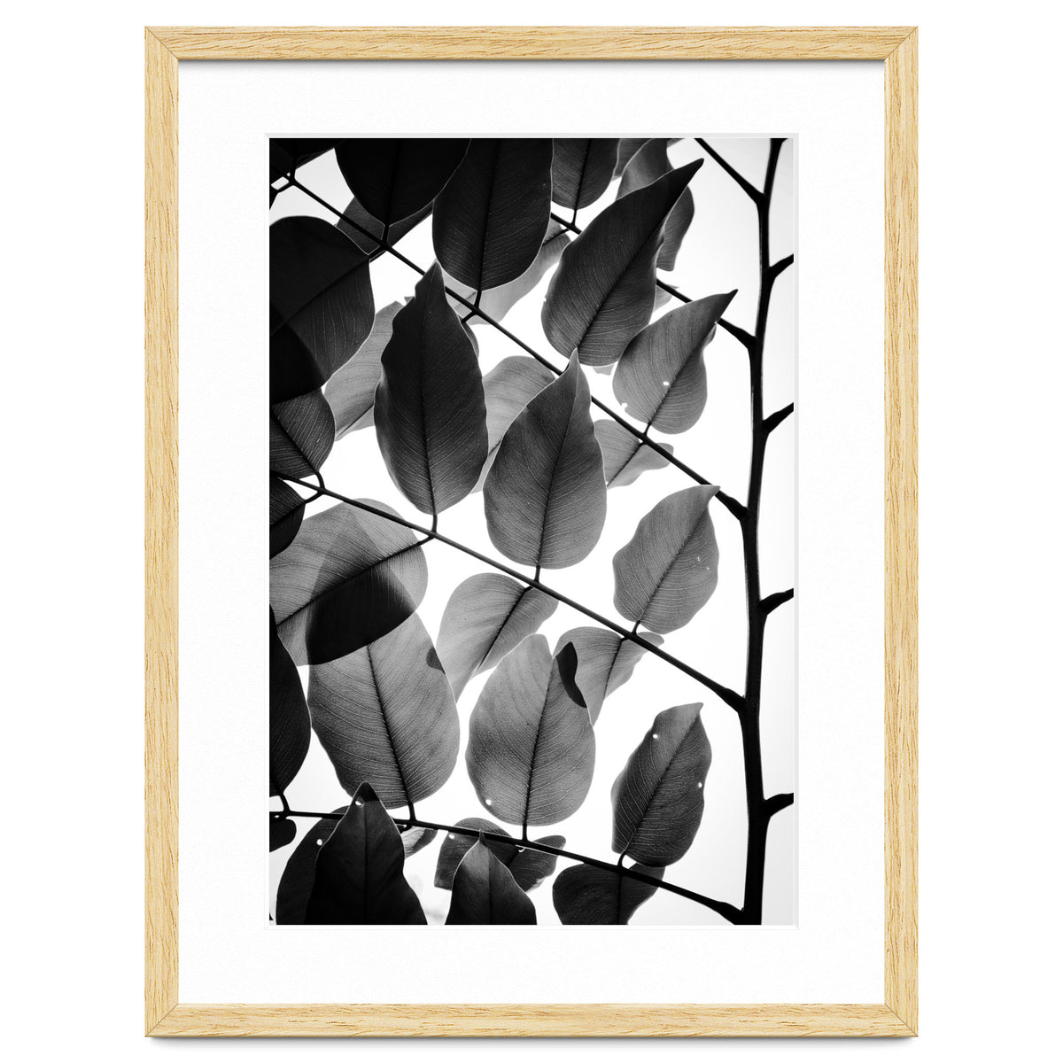 Branches and Leaves II