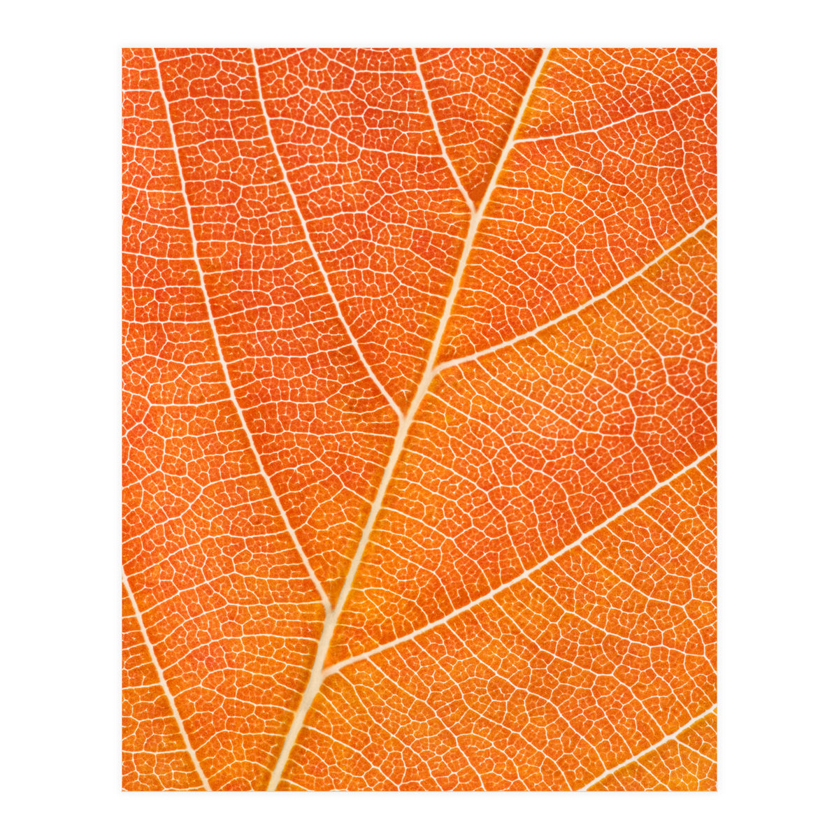 Autumn Leaf (Print Only)