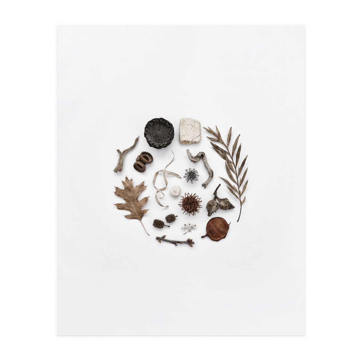 Treasures From Nature No. 2 (Print Only)