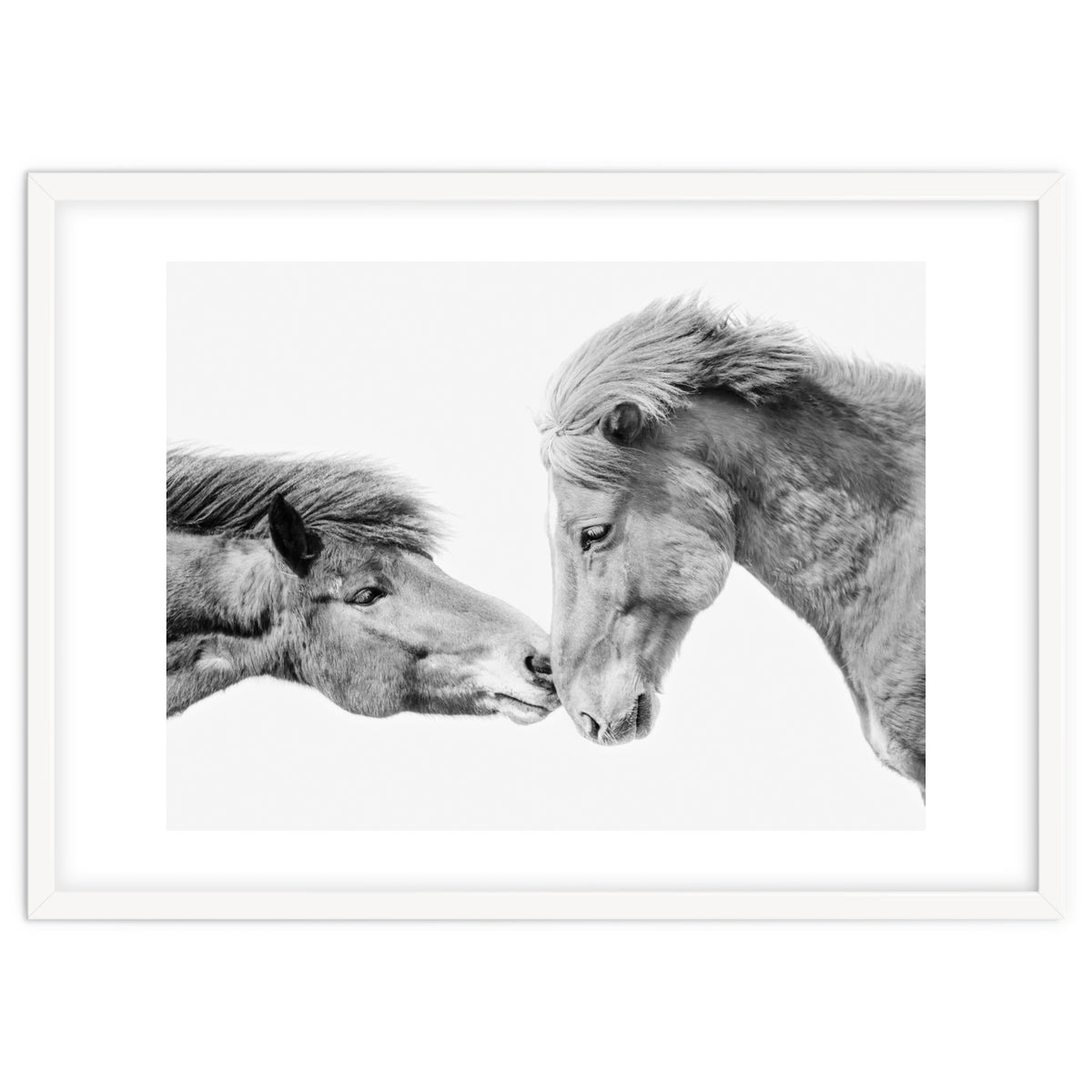 Horse Love in Iceland