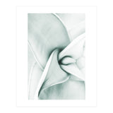 Agave (Print Only) thumbnail