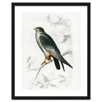 Red-footed Falcon illustrated