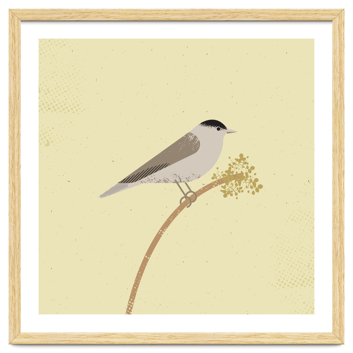 Blackcap