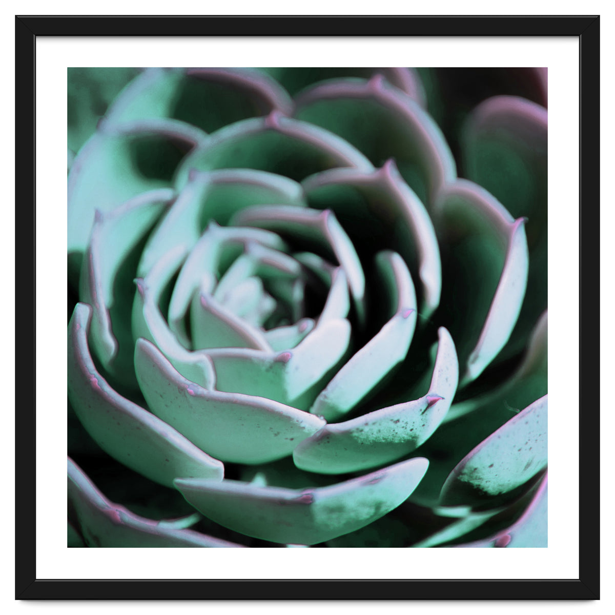 DARKSIDE OF SUCCULENTS III-A