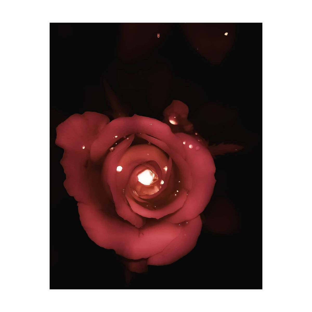 Lighting Rose (Print Only)