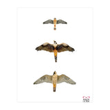 Falconidae n.1 (Print Only) thumbnail