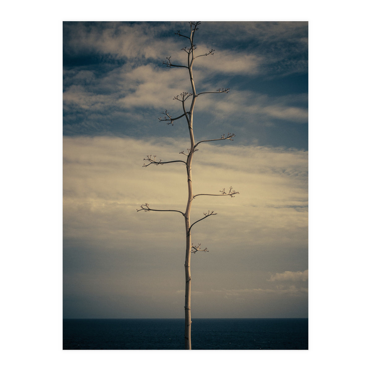 SEA AND TREE (Print Only)