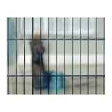 Behind a fence (Print Only) thumbnail