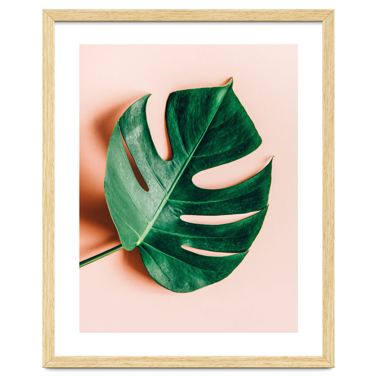 Monstera Shadow