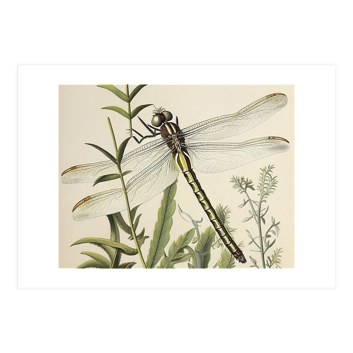 Dragonfly Vintage Illustration (Print Only)