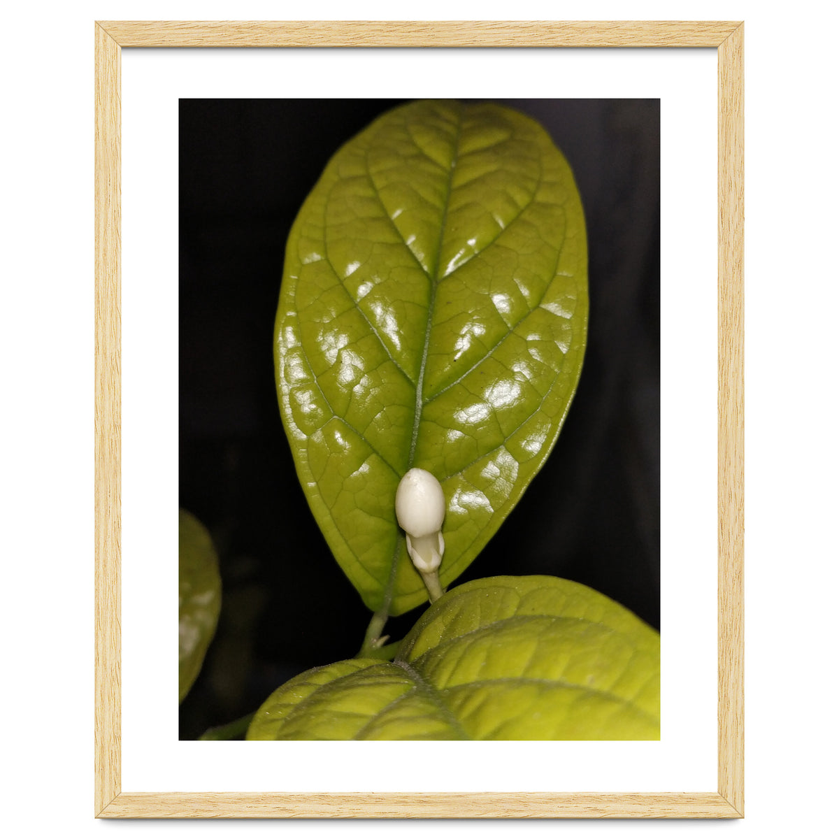 Jasmine Flower Fragrance