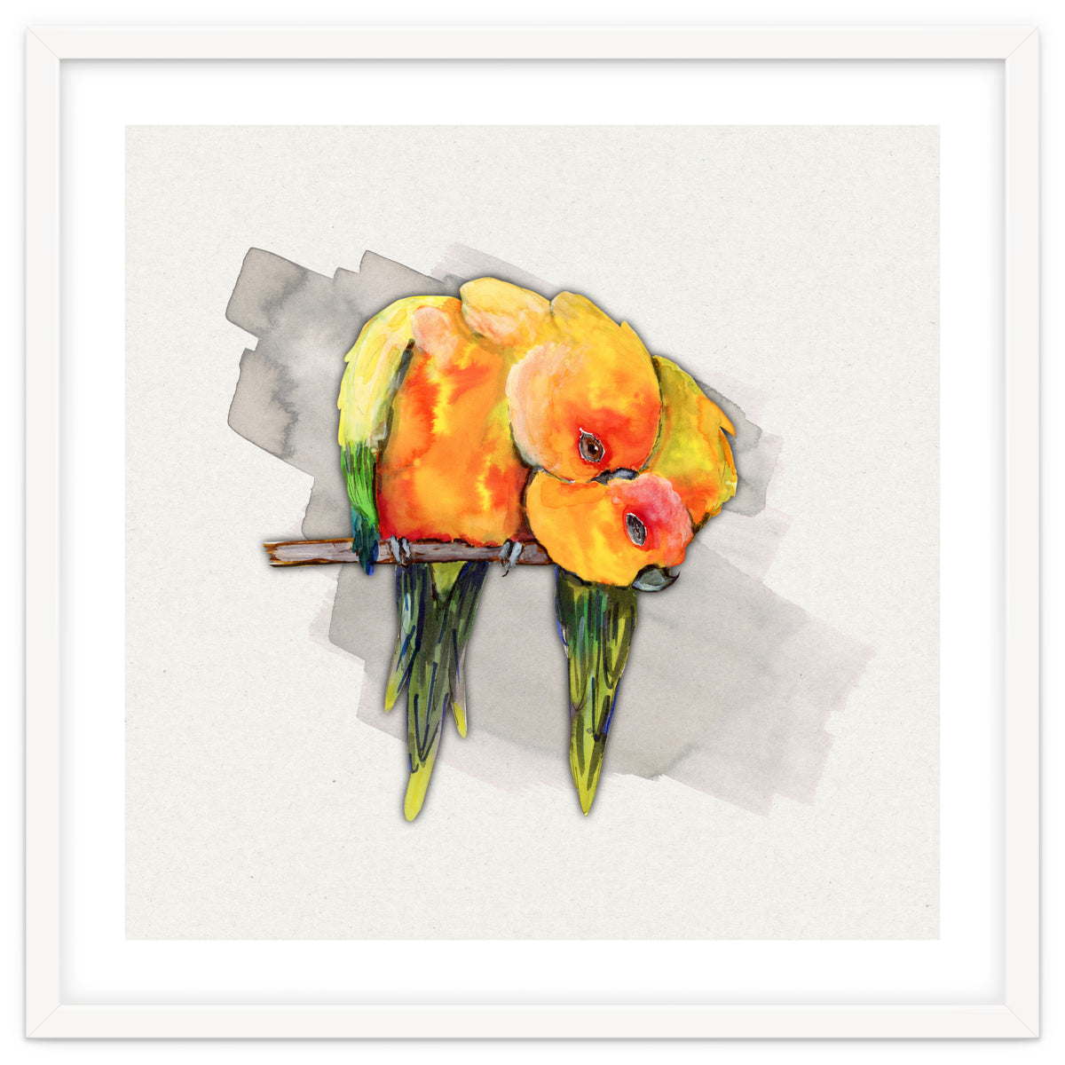 Two cuddling sun conures