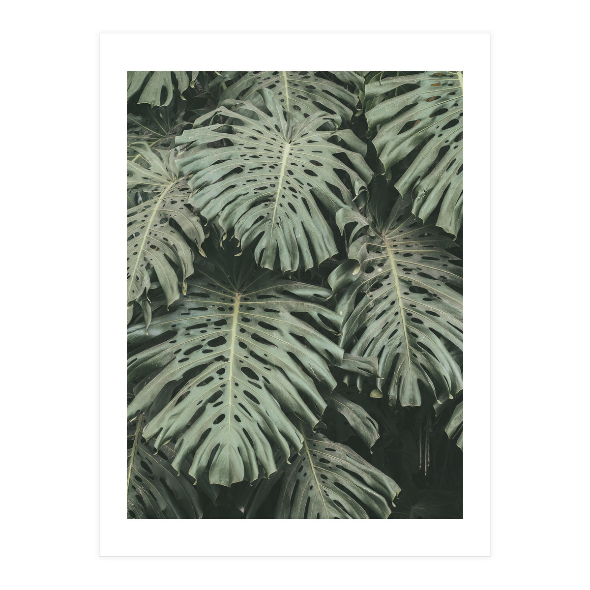 MONSTERA LEAVES (Print Only)