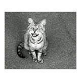Cat (Print Only) thumbnail