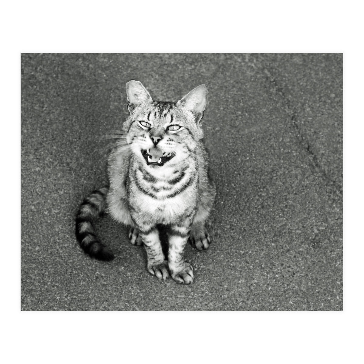 Cat (Print Only)