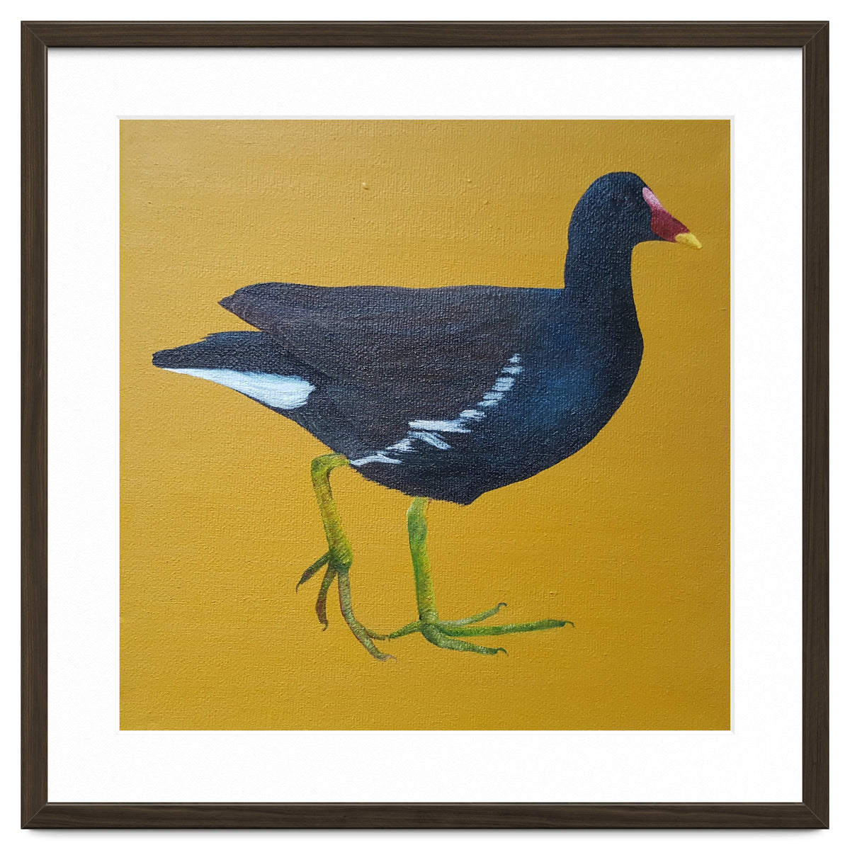 Moorhen