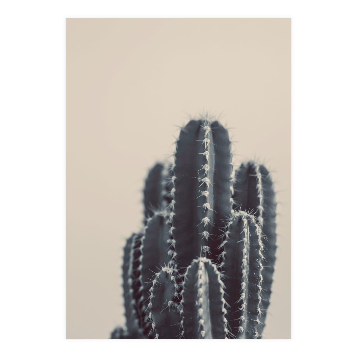 Vintage Cactus #1 (Print Only)