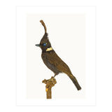 Cc Birds 05 (Print Only) thumbnail