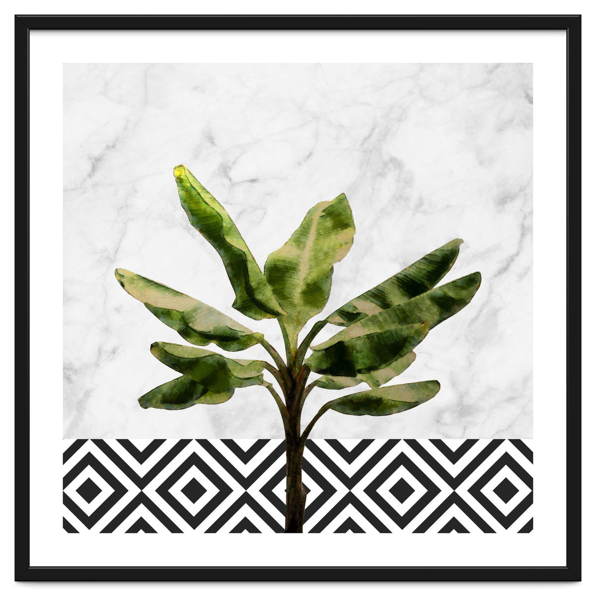Banana Plant On White Marble And Checker Wall