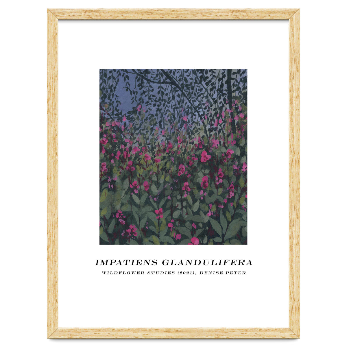 Impatiens Glandulifera