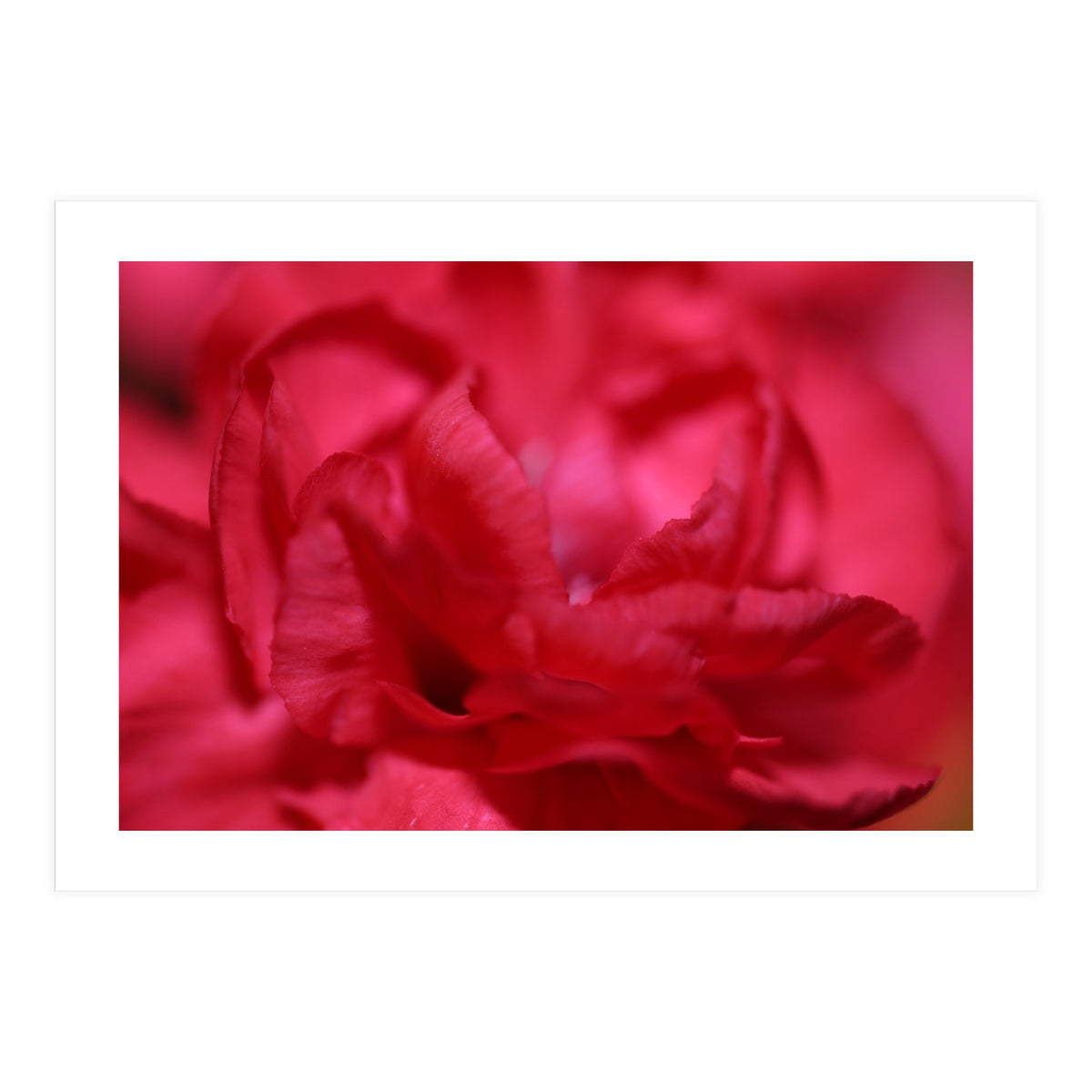 Red Peony (Print Only)