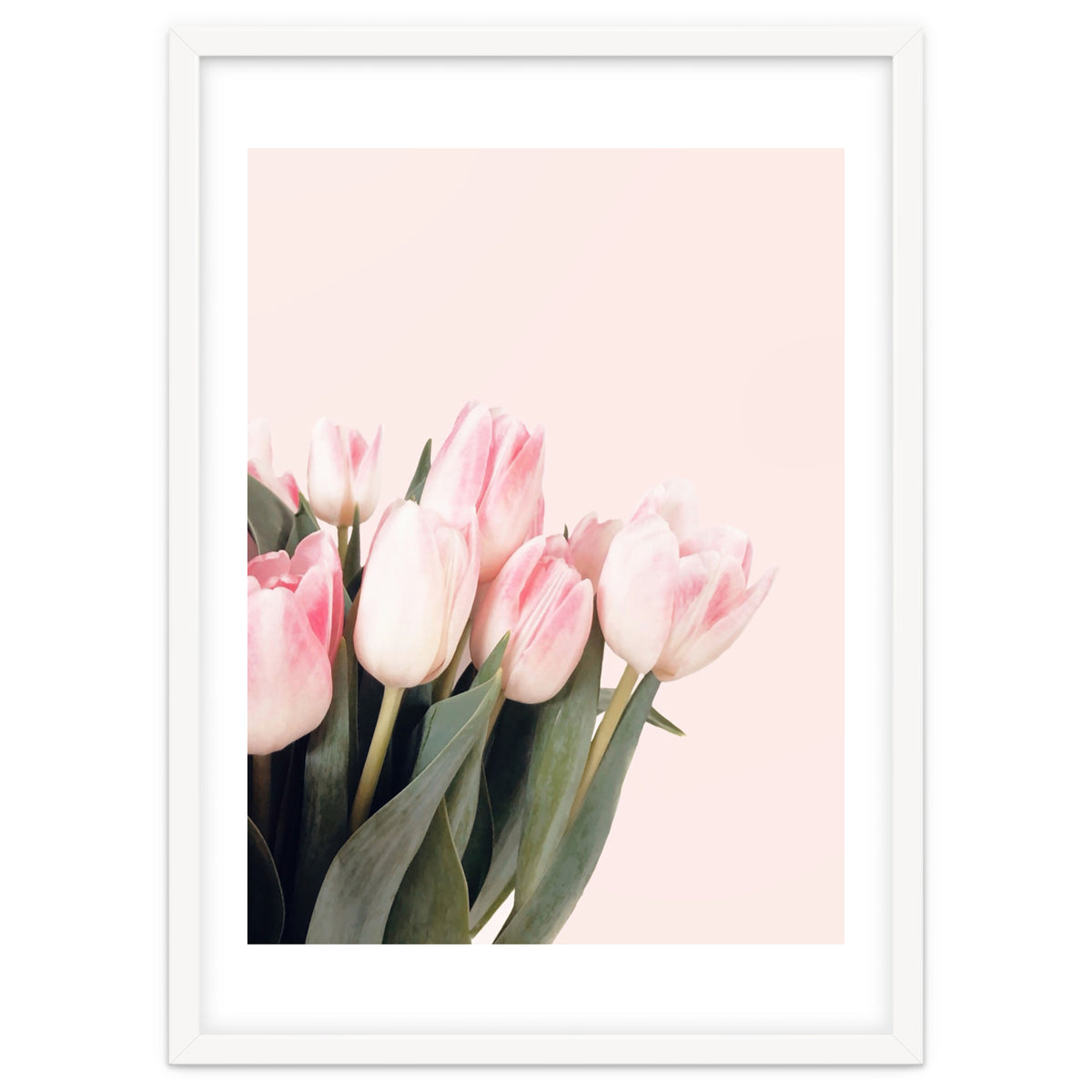 Pink Tulips