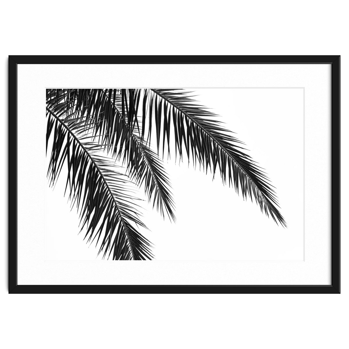 Palm Leaves