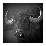 Water buffalo (Print Only) thumbnail