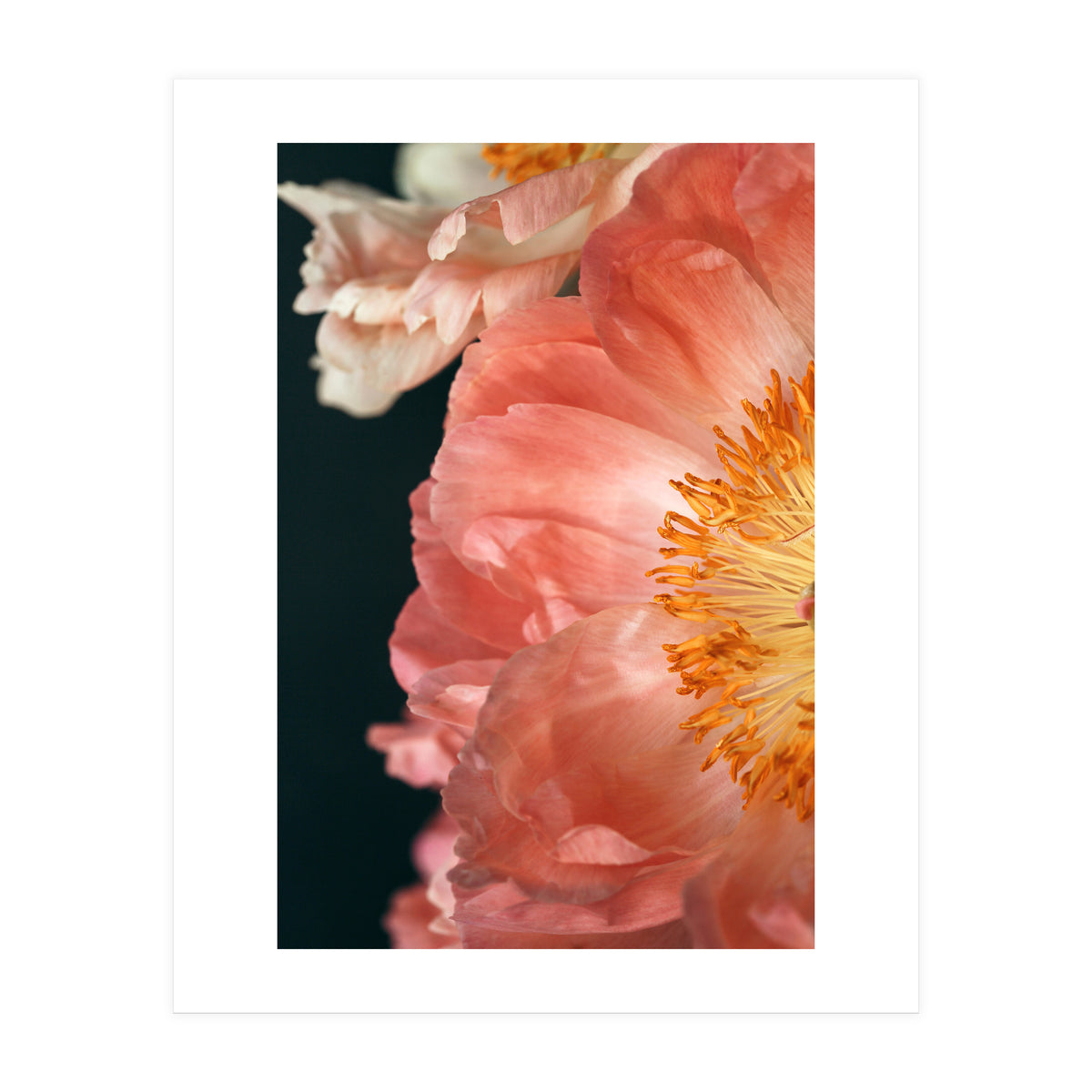 Coral Charm #2  (Print Only)