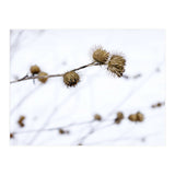 Winter Thistles (Print Only) thumbnail