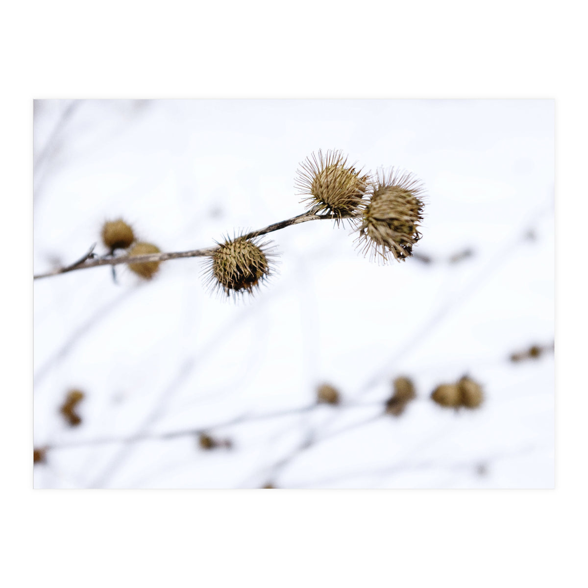 Winter Thistles (Print Only)