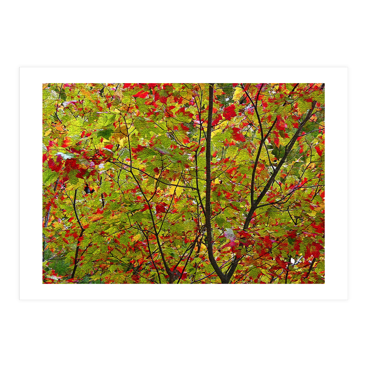 Indian Summer (Print Only)