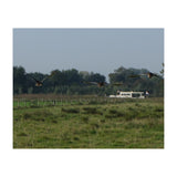 Freedom (Print Only) thumbnail