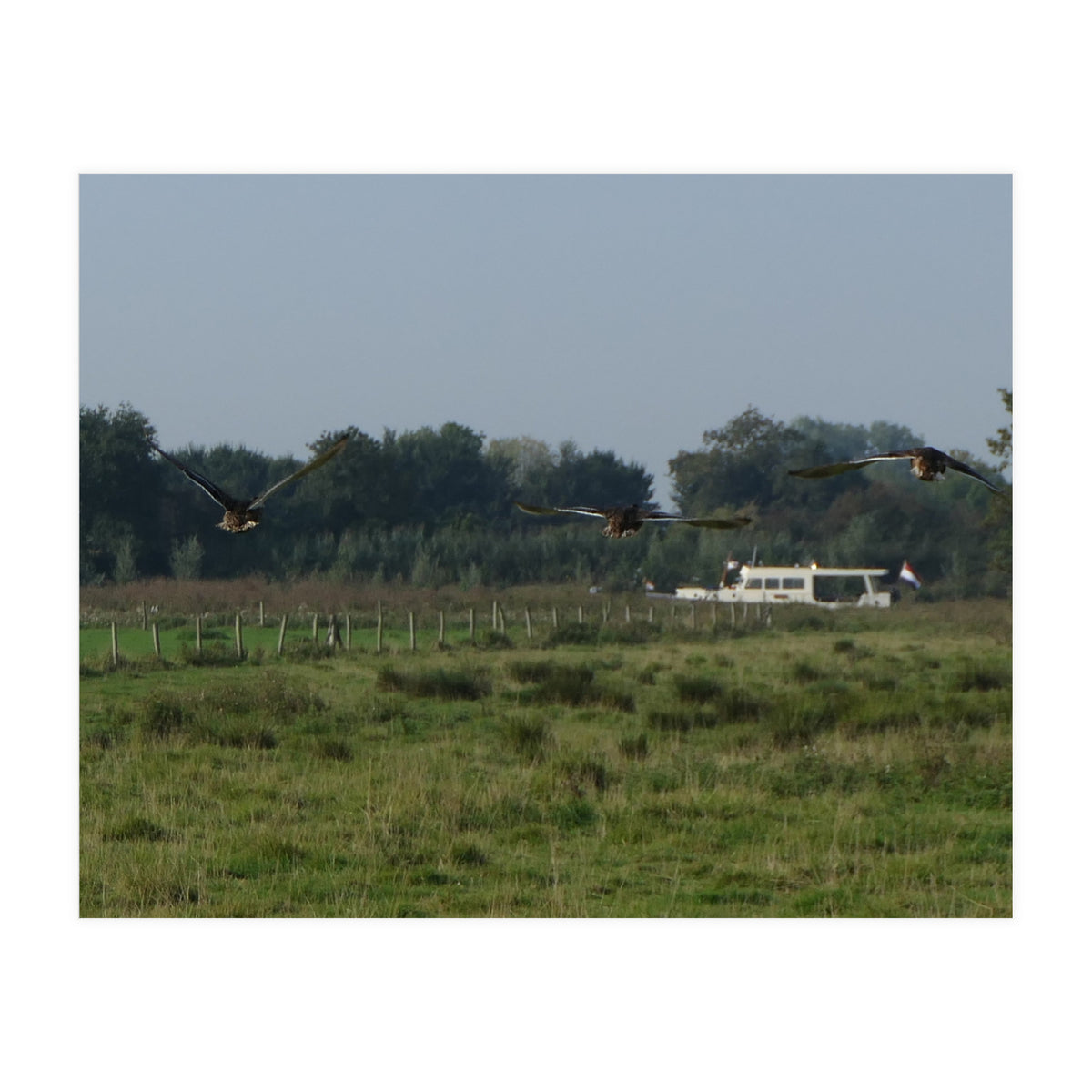 Freedom (Print Only)