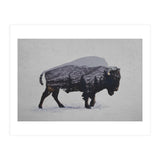 The American Bison (Print Only) thumbnail