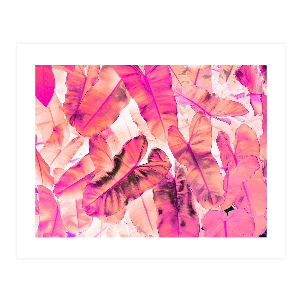 Pink Nirvana (Print Only)