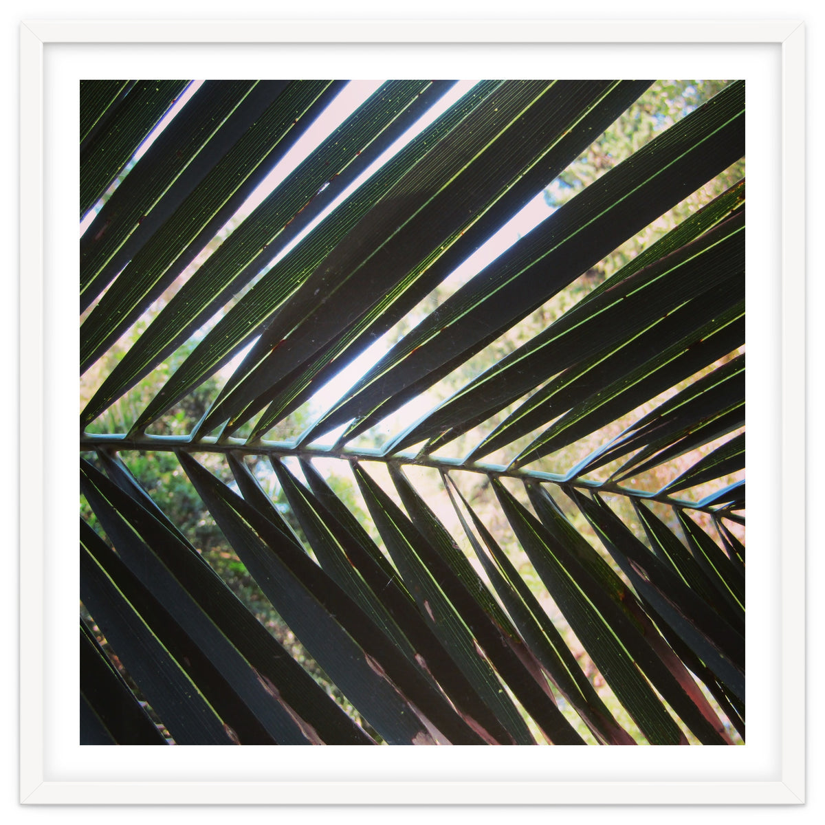 Palm leaf