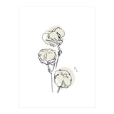 Cotton (Print Only) thumbnail