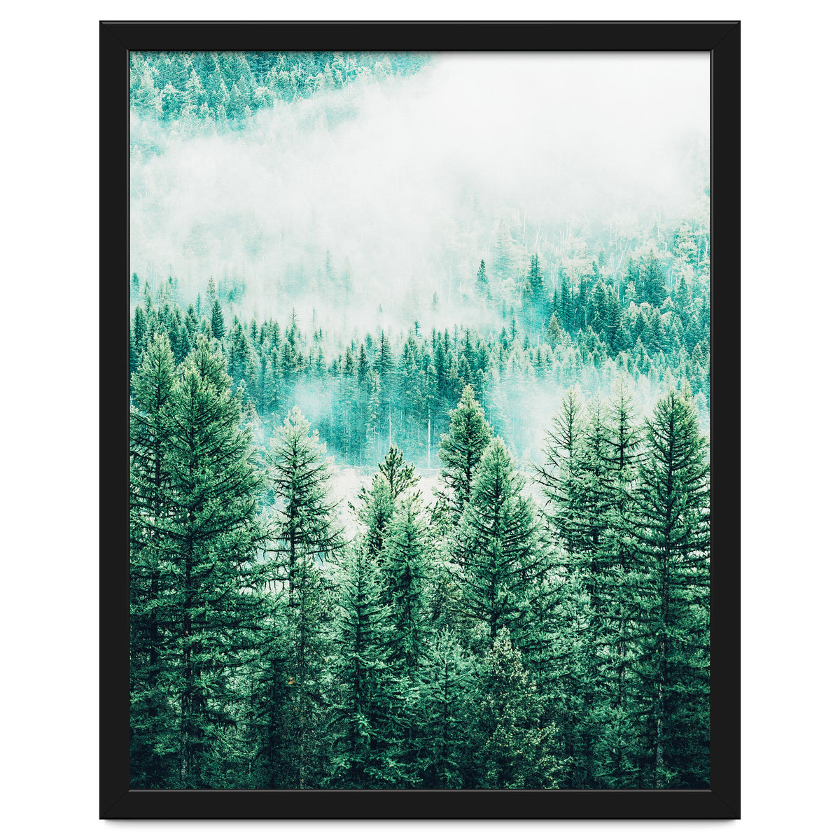 Forest And Fog