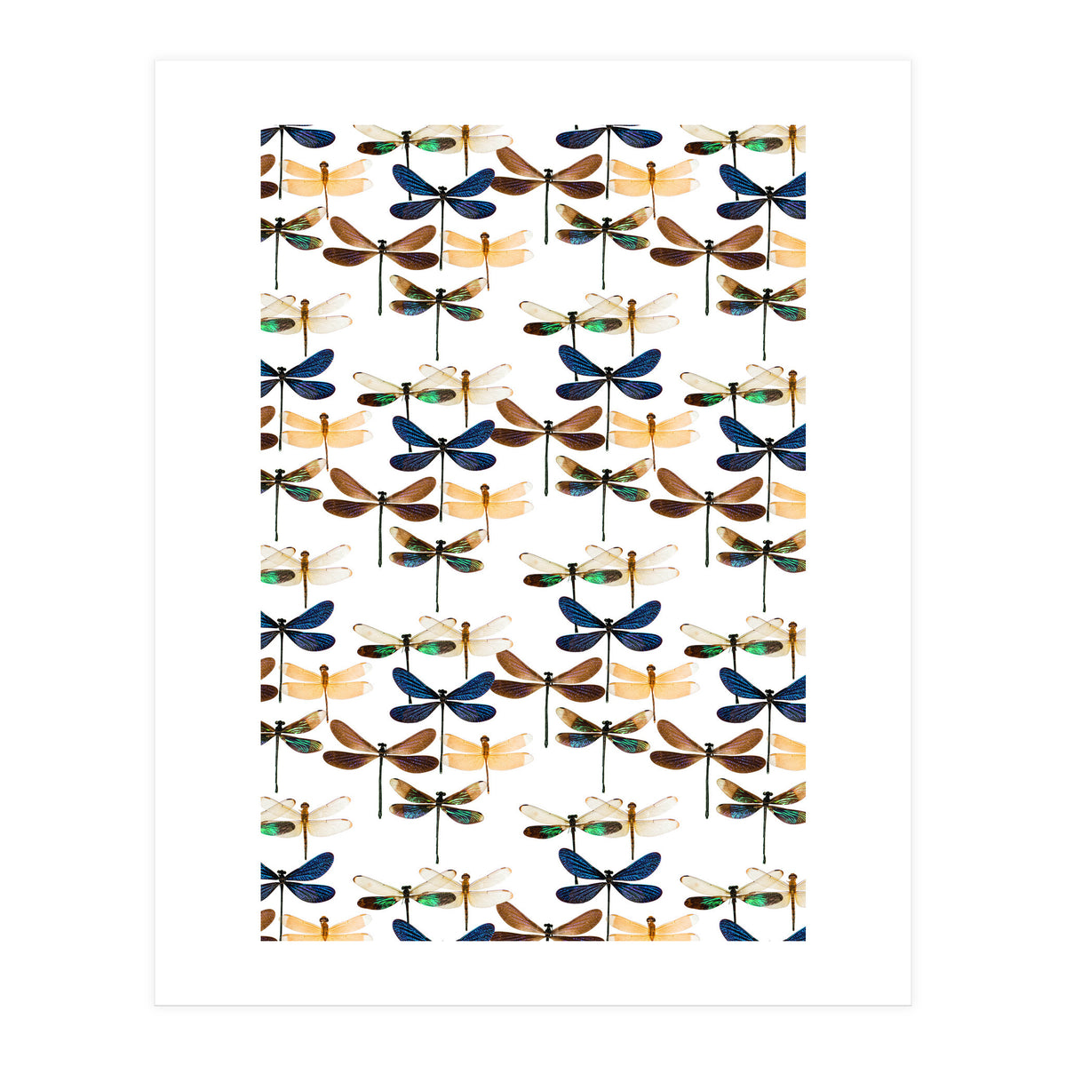 Cc Mle 10213 (Print Only)