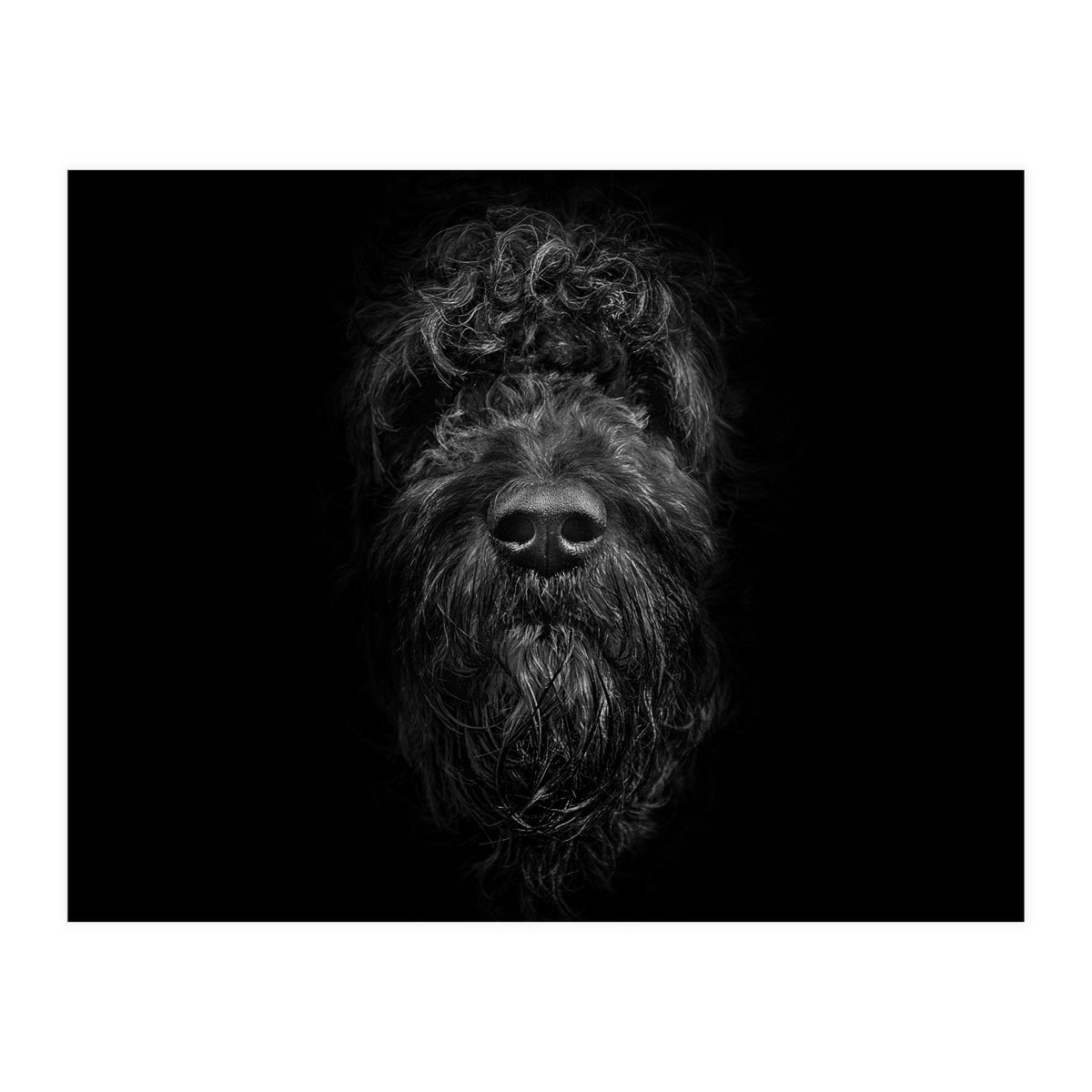 Ziggy Portrait No 2 (Print Only)