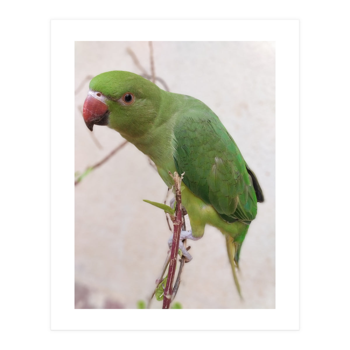 Lovely Indian Cute Parrot (Print Only)