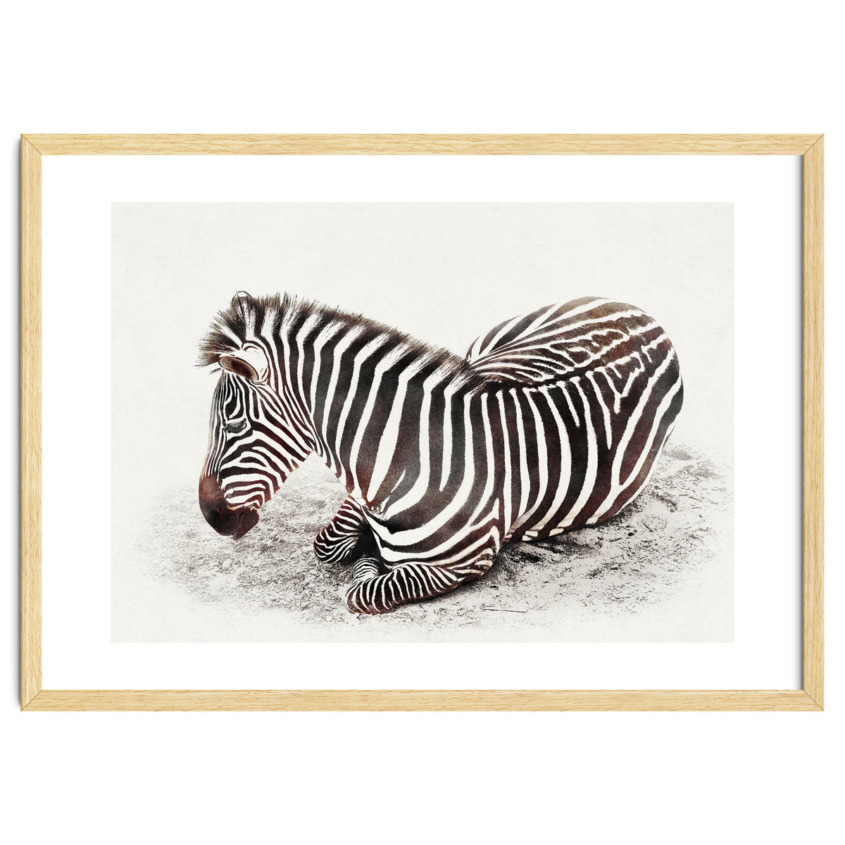 Zebra
