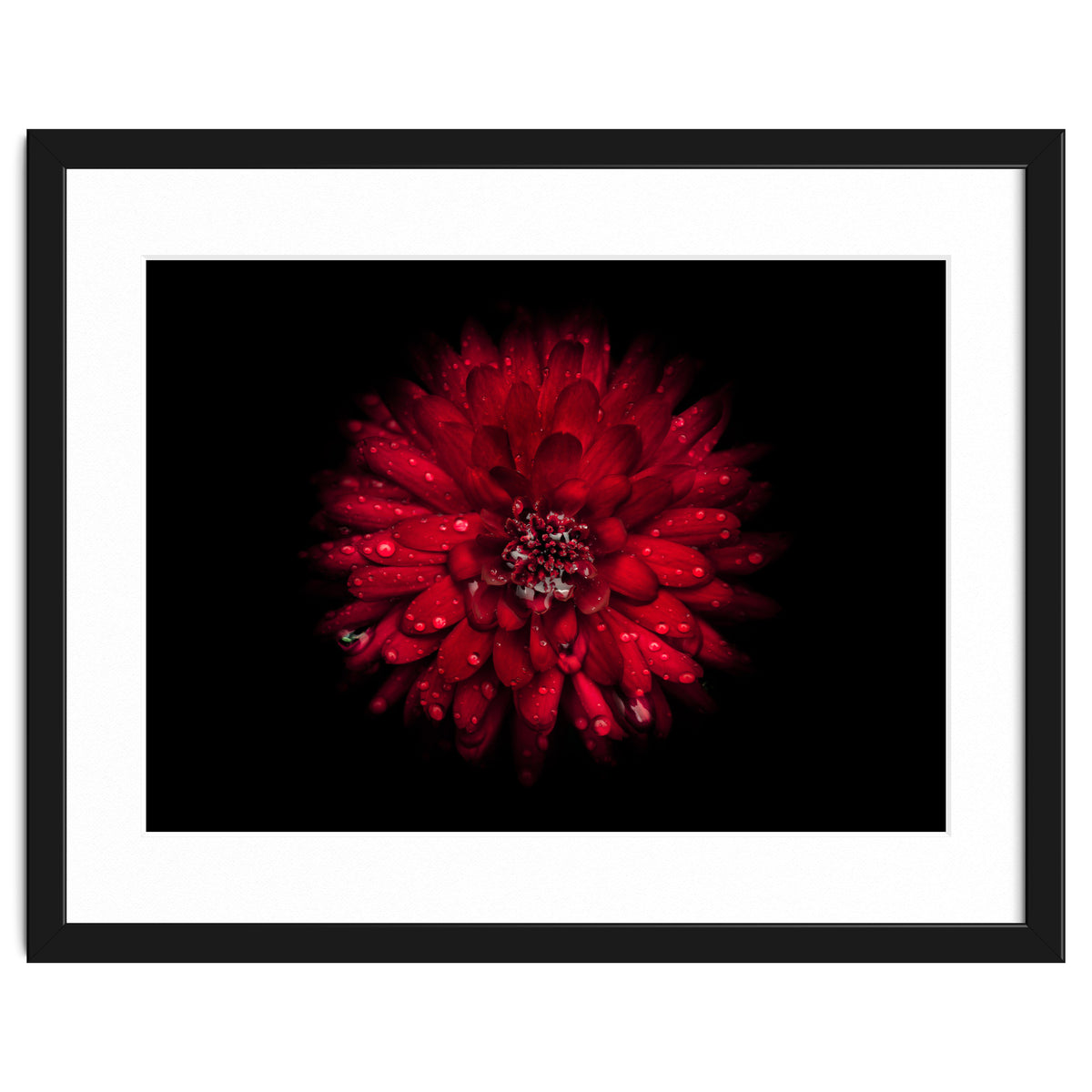 Backyard Flowers 45 Color Version