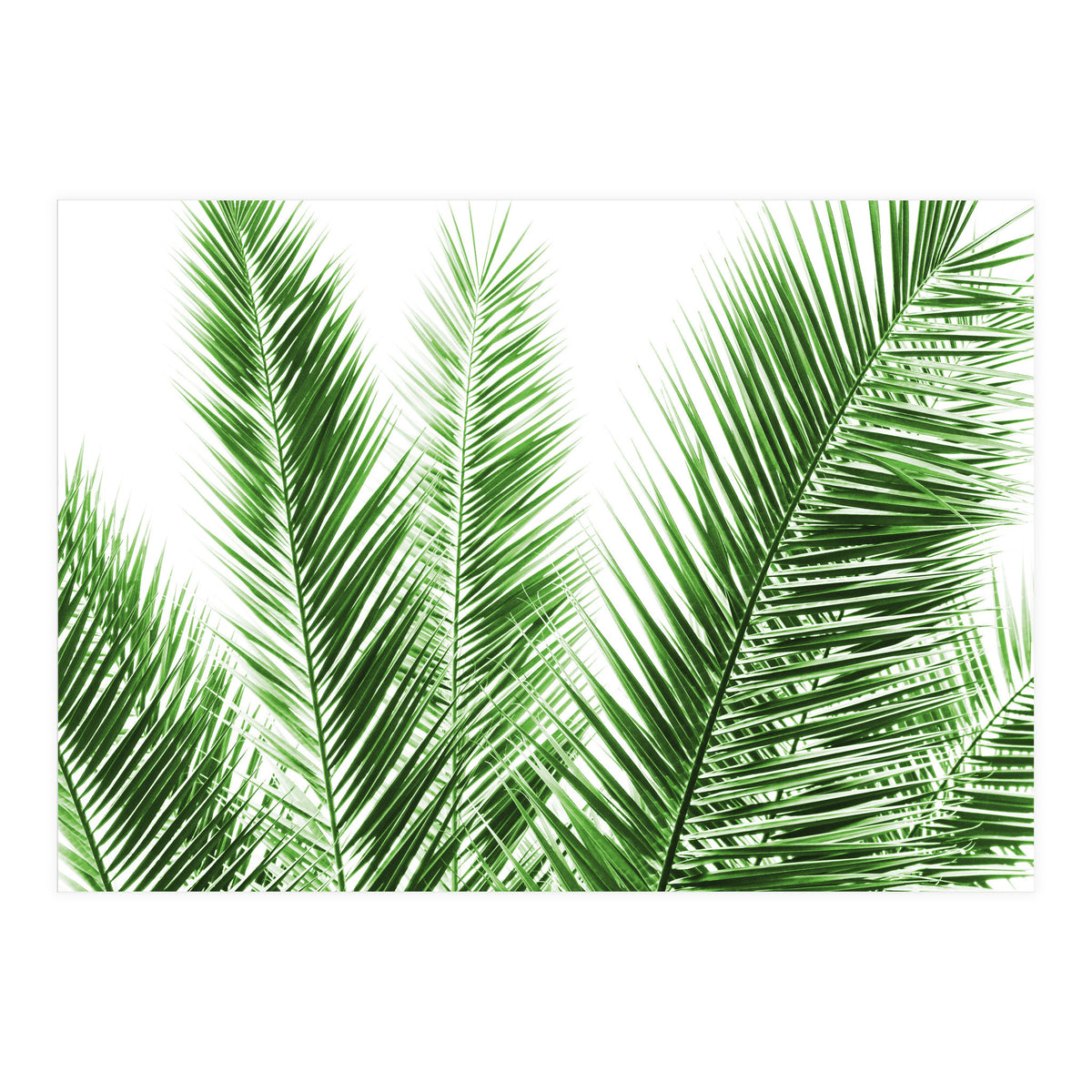 Palm Leaves (Print Only)