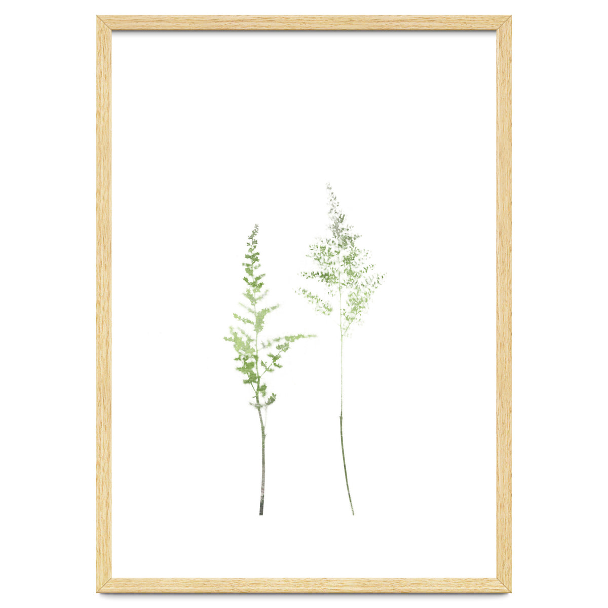 Olive Green Astilbe
